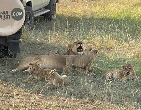 Kenya  Premium Safari 7-Days