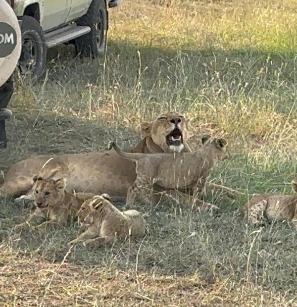 Kenya  Premium Safari 7-Days