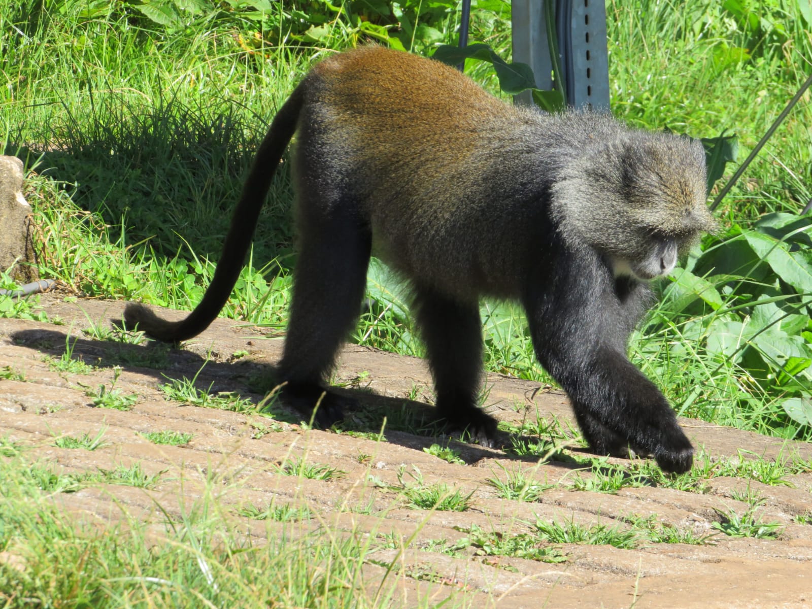 Kenya