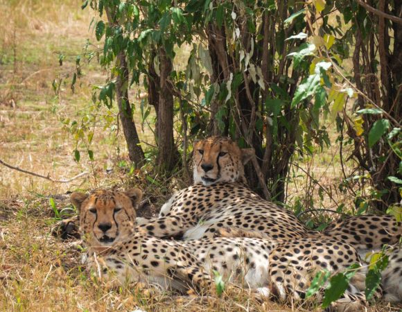Maasai Mara National Park