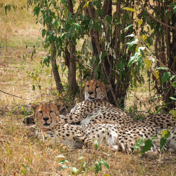 Maasai Mara National Park