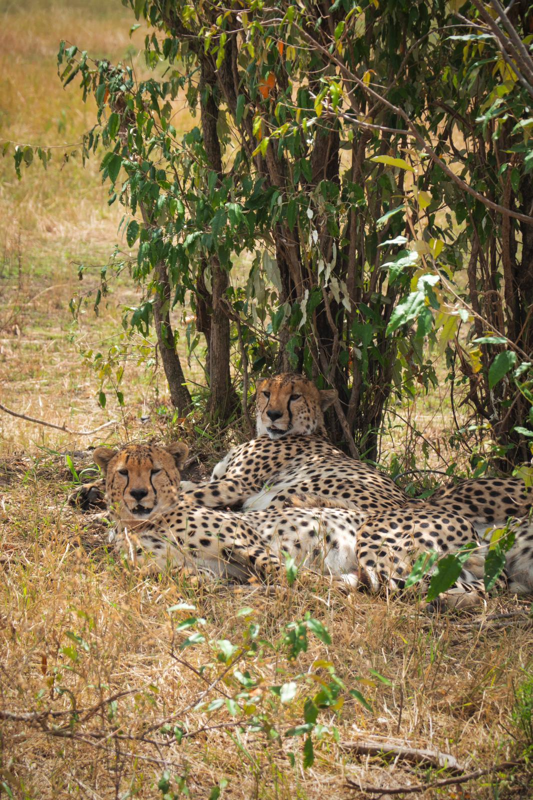 Maasai Mara National Park