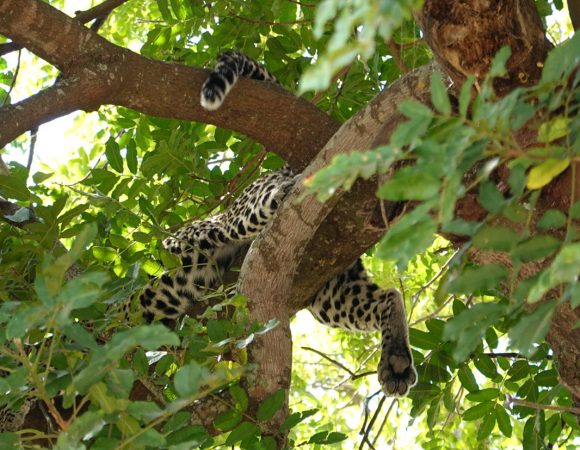 Maasai Mara and Lake Nakuru Adventure Safari 4 - Days
