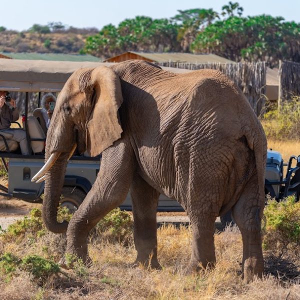 Northern Adventure Safari Tanzania and Zanzibar 11 Days